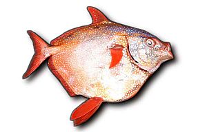 Moonfish 600.jpg