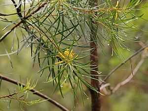 Persoonia virgata (6886228943).jpg