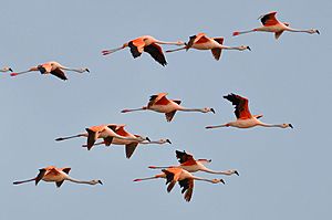 Phoenicopterus chilensis -Tavares, Rio Grande do Sul, Brazil -flying-8