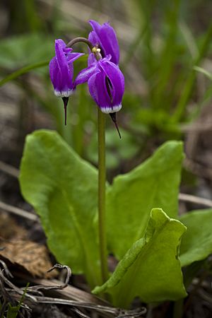 Primula frigida (7833291158).jpg