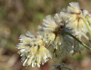 Ptilotus auriculifolius.jpg