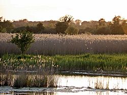 RSPB Strumpshaw Fen Norfolk Fen Hide view