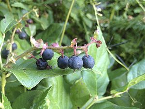 Salal berries