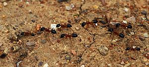 Shattuck N2-6890-1, Camponotus consobrinus, near Bungendore, NSW
