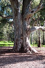 Shield tree