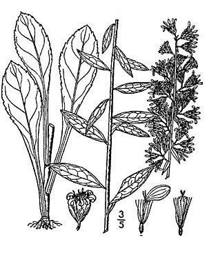 Solidago speciosa02.jpg