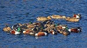 Spinus-northern-shoveler-2015-01-n025006-w