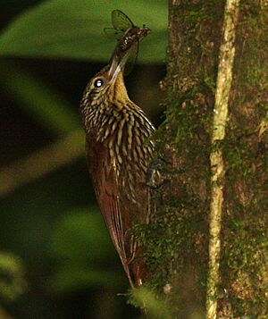 Spot-crowned Woodcreeper 2