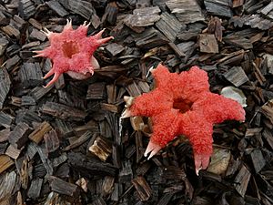 Stinkhorn Springbrook