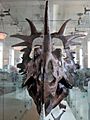 Styracosaurus