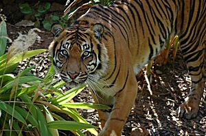 Sumatran tiger