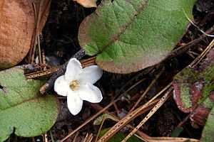 Trailing arbutus 2006.jpg