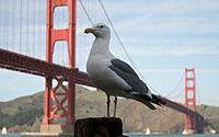 Westerngull