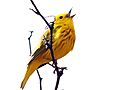 Yellow warbler singing