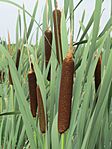 20150722Typha latifolia2