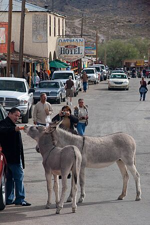 5023-downtown-oatman