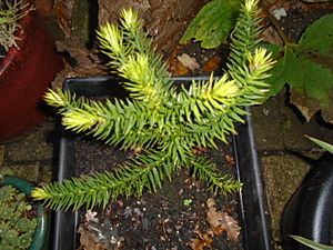 A young Araucaria araucana