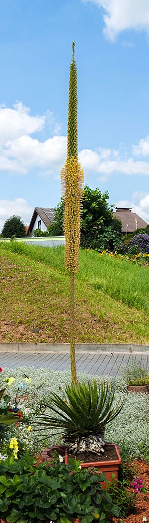 Agave filifera 001.jpg