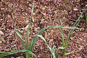 Allium siculum foliage.jpg