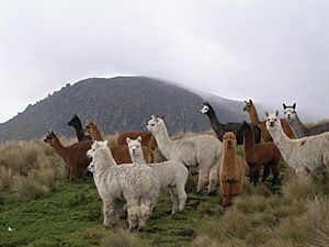 Alpacas