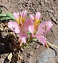 Alstroemeria exserens (9063027475).jpg