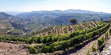 Alto Douro (702994366)