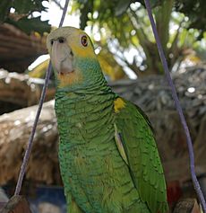 Amazona barbadensis -pet-upper body-4-3c