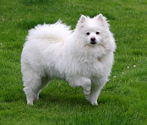 American Eskimo Dog 1.jpg