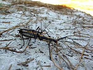 Anisomorpha-male-female