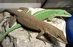 Anolis carolinensis (male&female) by Robert Michniewicz