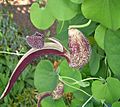 Aristolochia sp