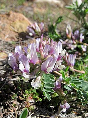 Astragalus iodanthus var. iodanthus.jpg