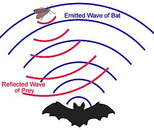 Bat echolocation