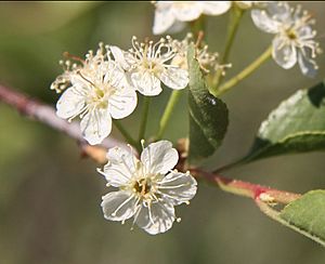 Bitter cherry Prunus emarginata close