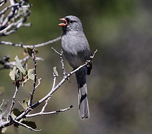 Black-chinned Sparrow (Spizella atrogularis) (16690054929).jpg