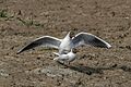 Black-headed gulls (Chroicocephalus ridibundus) mating