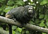 Leontopithecus chrysopygus