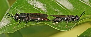 Black soldier flies mating