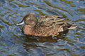 Brown Teal Male