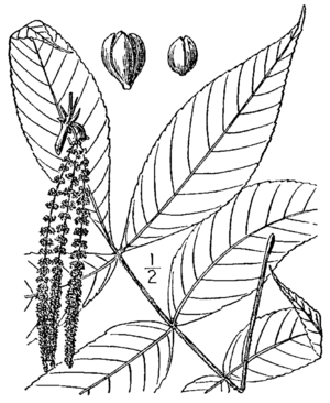 Carya pallida BB-1913.png