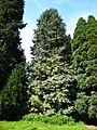 Chamaecyparis lawsoniana tree