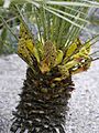 Chamaerops humilis (male flowers)