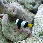 Clown Fish Aquarium