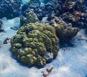 Coral and Sand in Kealakekua Bay