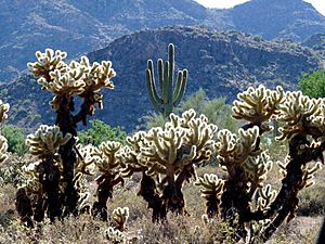 Cylindropuntia bigelovii in White Tank Mountains Reg Park - Vegetation and Peaks - 60164