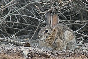 Desert Cottontail with tick in ear.jpg