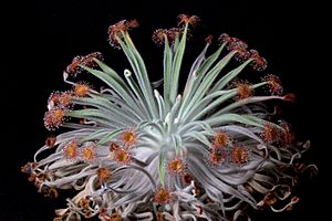 Drosera ordensis.jpg