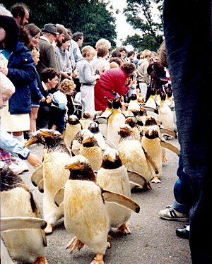 Edinburgh zoo penguin parade 1985