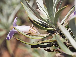 Eremophila rigens (leaves and flowers).jpg