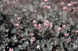 Eriogonum spectabile.jpg